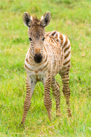 africaday6zebra.jpg