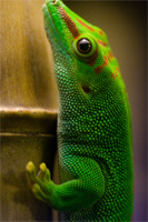 gecko.jpg
